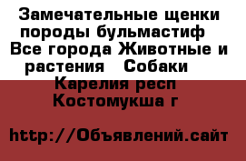 Замечательные щенки породы бульмастиф - Все города Животные и растения » Собаки   . Карелия респ.,Костомукша г.